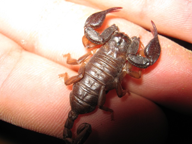 Euscorpius sp.